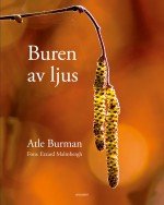 Buren av ljus